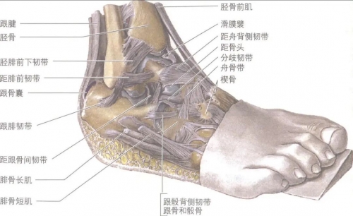 踝关节--儿童身体稳定性的关键